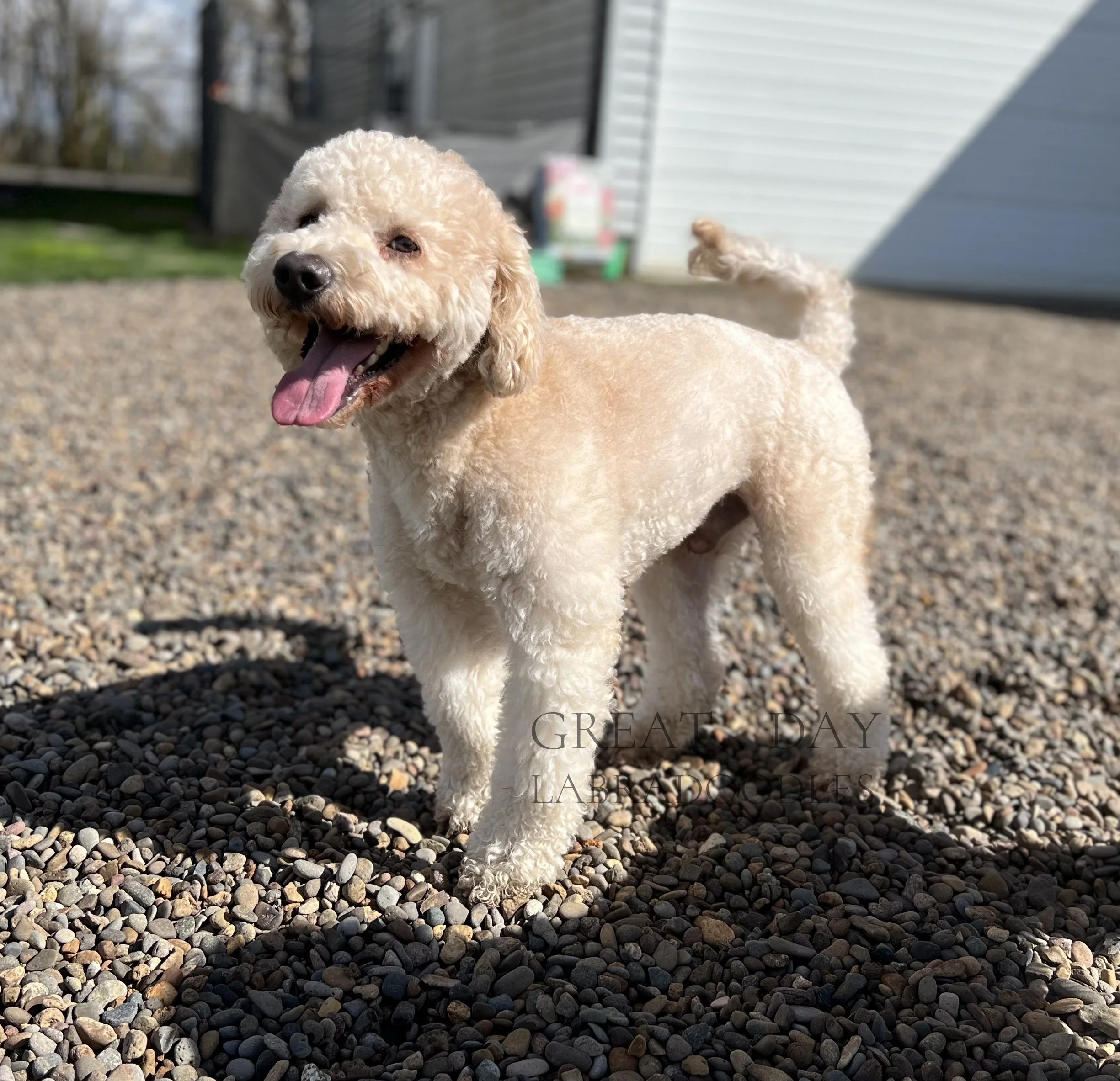 Retired Breeding Dogs — Great Day Labradoodles